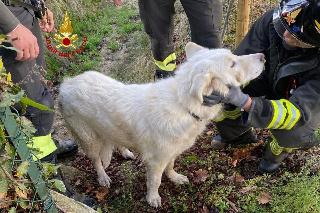 Cane investito finisce in un tombino, salvato dai vigili del fuoco a Casette d’Ete